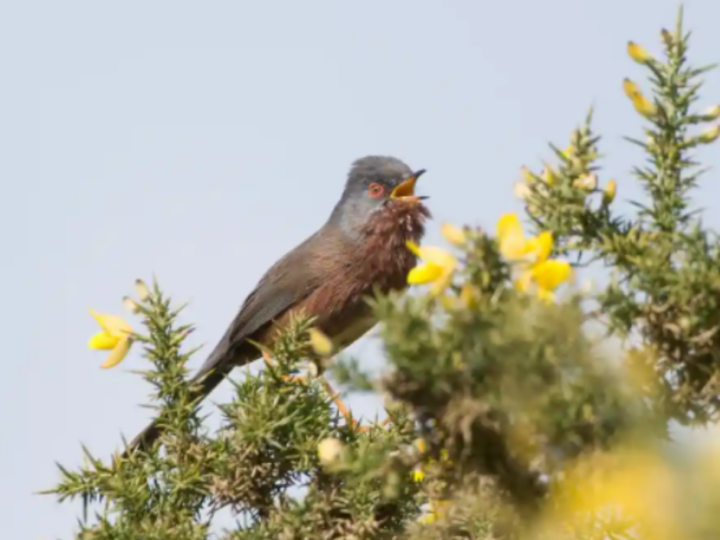 Dartford warbler is welcomed back from near-extinction